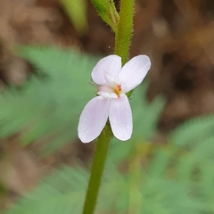 Stylidium armeria