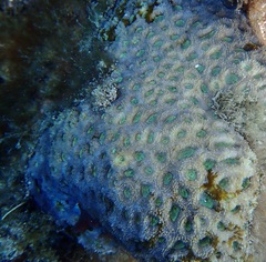 Acanthastrea