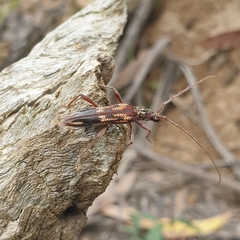 Coptocercus rubripes