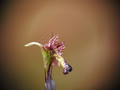 Arthrochilus prolixus