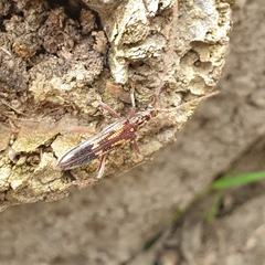 Coptocercus rubripes