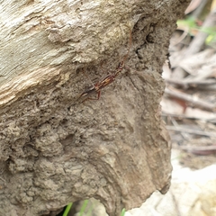 Coptocercus rubripes