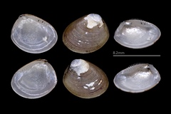 Nucula proxima