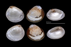 Nucula proxima