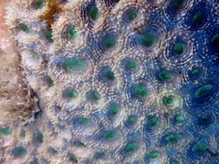 Acanthastrea