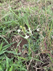Chascanum hederaceum