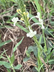 Chascanum hederaceum