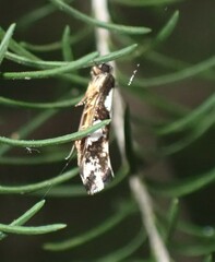 Monopis icterogastra