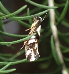 Monopis icterogastra