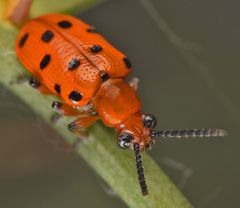 Crioceris duodecimpunctata