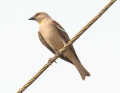 Gymnoris xanthocollis