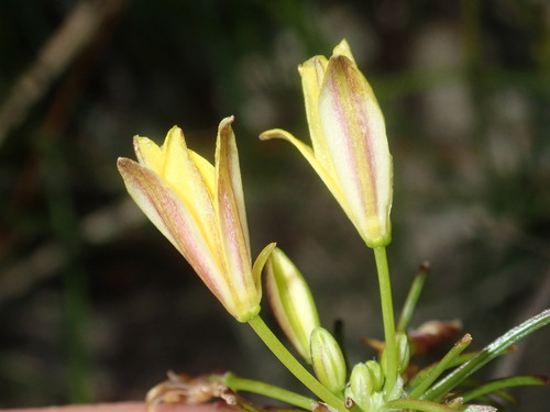 Image of Tricoryne simplex by (c) Thomas Mesaglio, some rights reserved (CC BY)