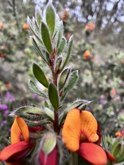 Pultenaea humilis