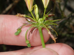 Tricoryne simplex