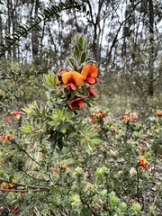 Pultenaea humilis