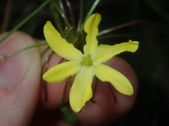 Tricoryne simplex