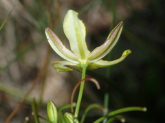 Tricoryne simplex