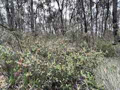 Pultenaea humilis