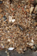 Ligia exotica