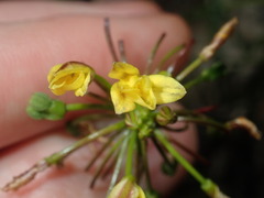 Tricoryne simplex