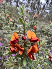 Pultenaea humilis