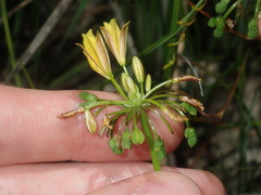 Tricoryne simplex