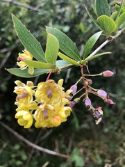Berberis glaucocarpa