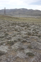 Nanophyton grubovii