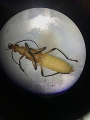 Chauliognathus cinguliventris