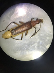 Chauliognathus cinguliventris