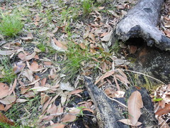 Arthrochilus prolixus