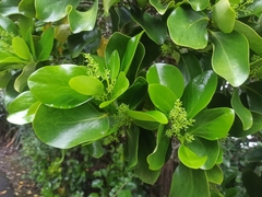 Griselinia lucida