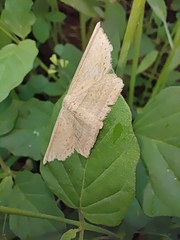 Phalacra vidhisara