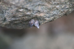 Littoraria sinensis