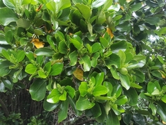 Griselinia lucida