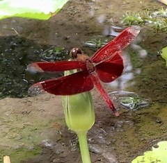 Neurothemis ramburii