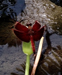 Neurothemis ramburii