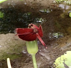 Neurothemis ramburii