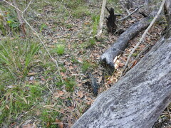 Arthrochilus prolixus