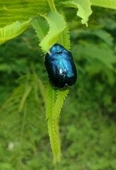 Ischiopachys bicolor