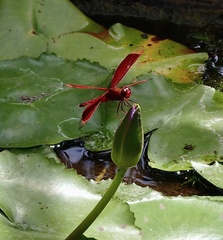 Neurothemis ramburii