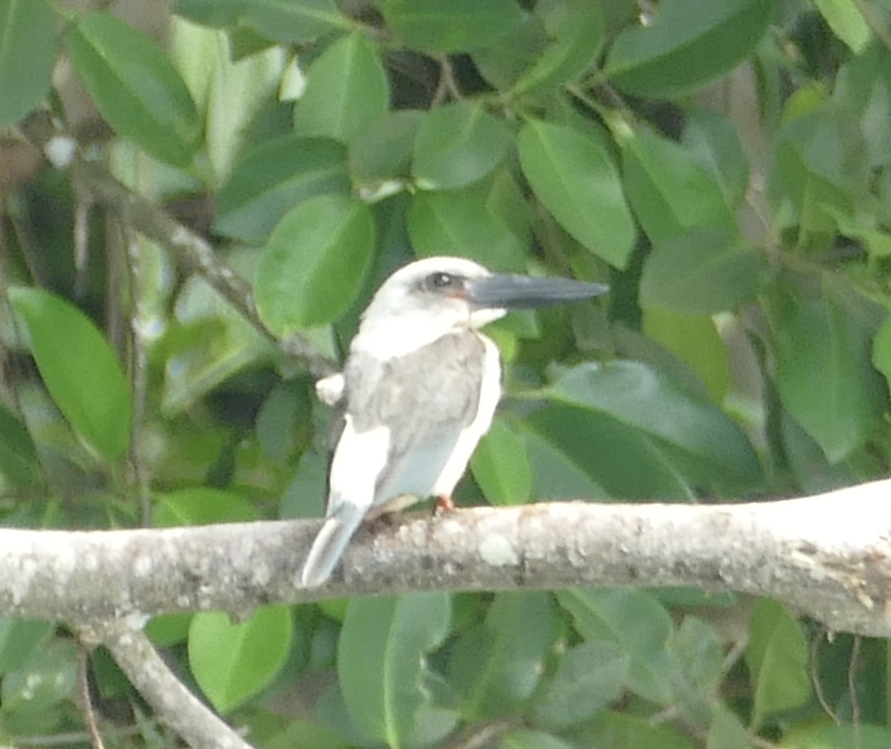 Great-billed Kingfisher (Pelargopsis melanorhyncha), photo 4