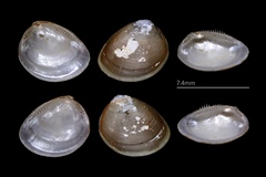 Nucula proxima