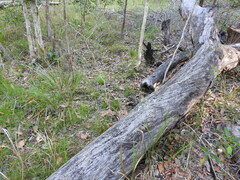 Arthrochilus prolixus