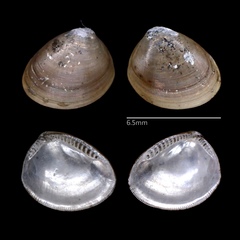 Nucula proxima