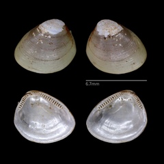 Nucula proxima
