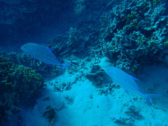 Caranx melampygus