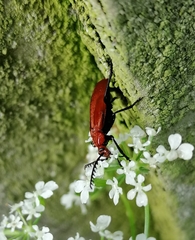 Pyrochroa serraticornis
