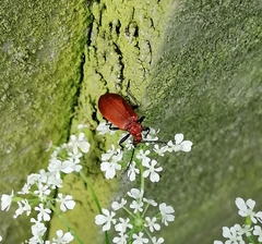Pyrochroa serraticornis