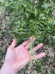 Monococcus echinophorus